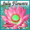 Blooming July Flowers!