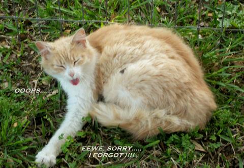 Forgot Cat!