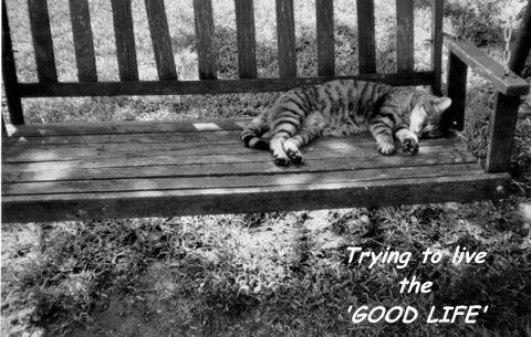 Live Better Kitty.