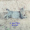 Bobtail Kitty.