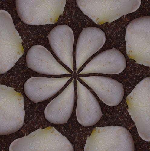 Rose Petals.