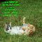 Best Friends Fun Kittens.