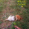 Best Friends Fun Kitties.