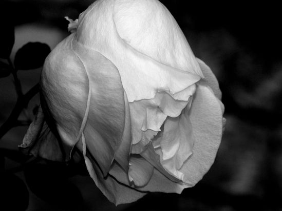 Rose Beata.