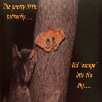 Butterfly Day And Cat.