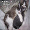 Cuddling And Hugging Cats.