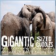 Gigantic Cuddles Coming Your Way!