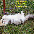 Friend Father&rsquo;s Day Cat.