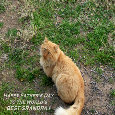 free-egreetings.net : Events : Father's Day [Jun 19] - Grandpa Cat Card.