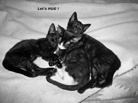 Hug Holiday Kittens.
