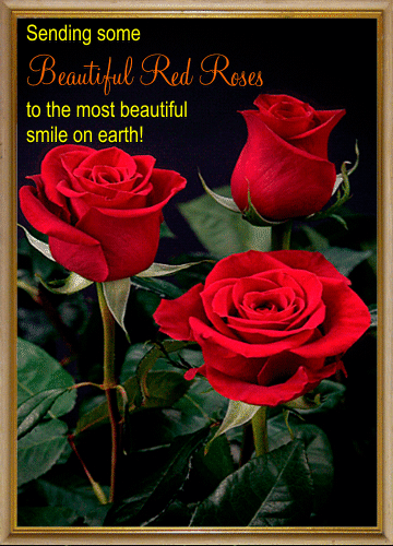 Beautiful Red Roses.