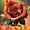 Red Rose Day Greetings.