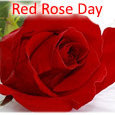 Red Rose A Symbol Of Eternal Love!
