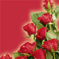 The Beauty Of Rose.