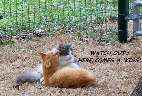 Sneak A Kiss Cats.