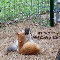 Sneak A Kiss Cats.