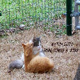 Home : Events : Sneak a Kiss Day [Jun 15] - Sneak A Kiss Cats.