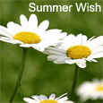 A Warm Summer Wish.
