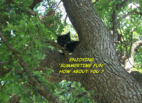 Summer Fun Cat In Tree.