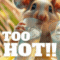 Not Too Hot!