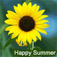 A Smiling Summer Sunflower.