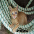 Summertime Kitty.