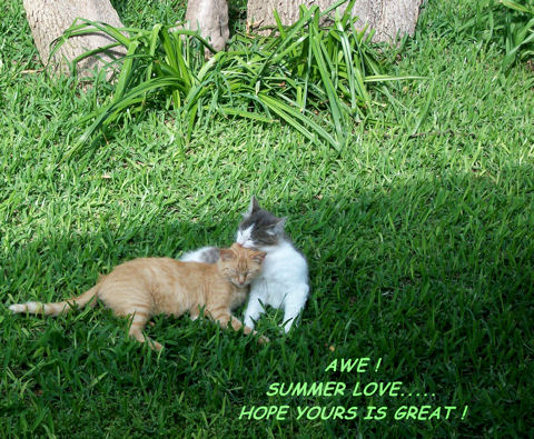 Summer Love Cats.