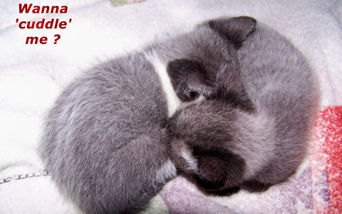 cuddle kitten