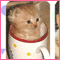 Cuddly Kitten Day [ Mar 23, 2023 ]
