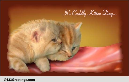 Smitten By You Kitten Free Cuddly Kitten Day Ecards Greeting Cards 123 Greetings