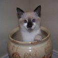 Cuddly Siamese.