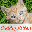Cute Cuddly Kitten Wish.