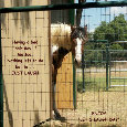 Laugh Day Horse.