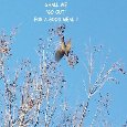 Laugh Day Bird.