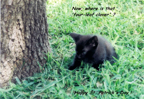 St. Patrick&rsquo;s Day Kitten.