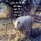 Hog Boy Says, Happy Pig Day!