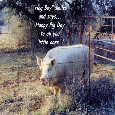 Hog Boy Says, Happy Pig Day!