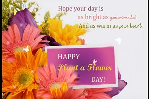 Bloom Of Love Happiness Kindness Free Plant A Flower Day ECards