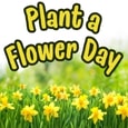 Plant A Flower Day Wishes.