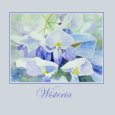 Wisteria Flowers.