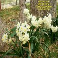 Lovely Spring Flowers.