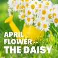 April Flower, The Daisy.