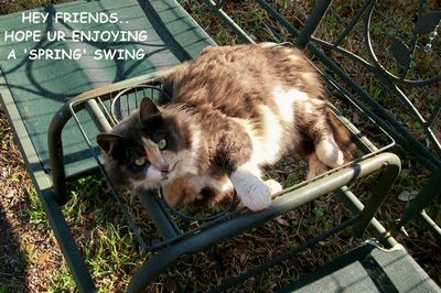 Spring Friendly Kitty.