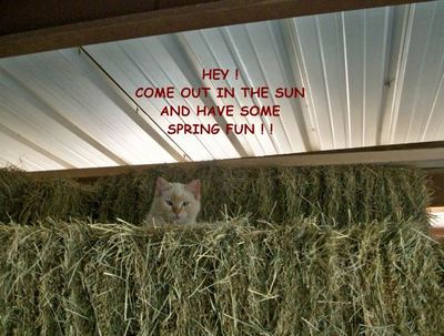 Spring Fun Kitty.