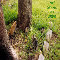 The Magic Of Spring Kitties Greeting Cards.