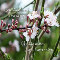 Beautiful Blossoms.