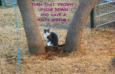 Happy Spring Frown Cat.