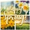 Happy And Beautiful Spring Wishes.