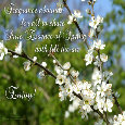 Essence Of Spring.