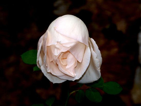 Rose.